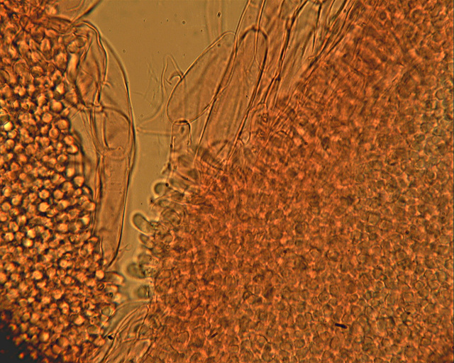 Messa a punto del microscopio